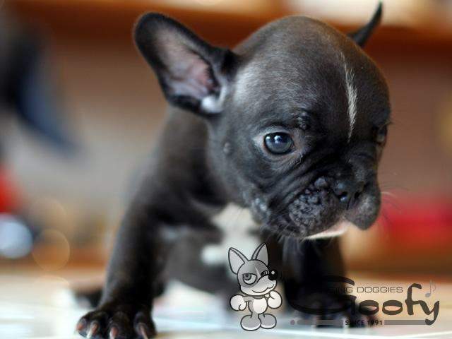 �t�����`�u���h�b�O
