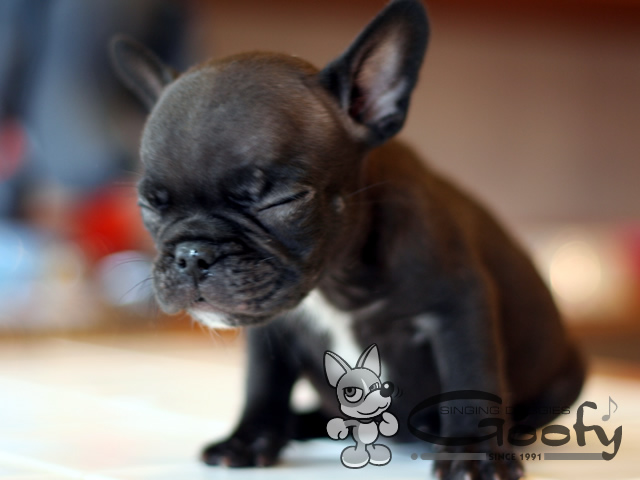 �t�����`�u���h�b�O
