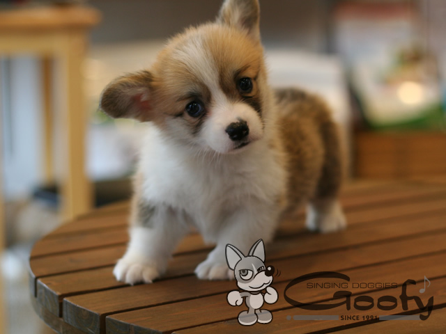 �E�F���V���R�[�M�[�y���u���[�O